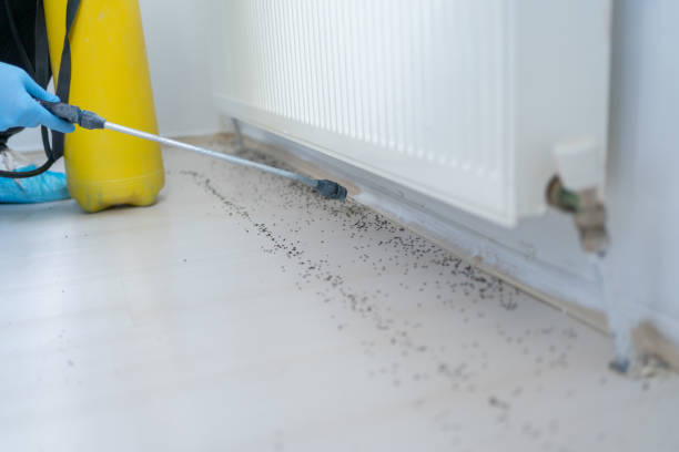 Best Wasp Removal Services  in Taylor, AL